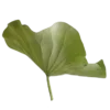 🌱