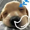 🐶