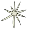 🌟