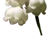 🌼