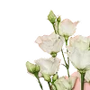 🌼