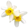 🌸