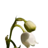 🌼