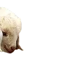 🐑