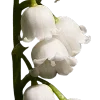 🌼