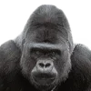 🦍