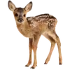 🦌