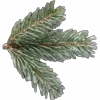 🌲