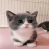 🐱