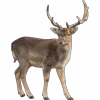 🦌