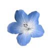 💠