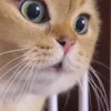 🐱