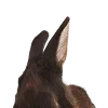 🐰
