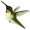 🕊️