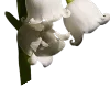 🌼
