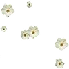 🌼