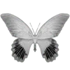 🦋