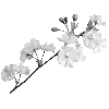 🌸