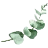 🌿