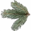 🌲