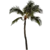 🌴