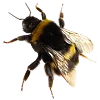 🐝
