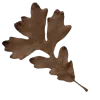 🍂