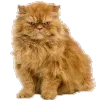 🐈‍⬛