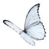 🦋