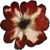 🌺