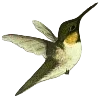 🕊️