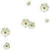 🌼