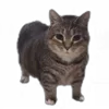 😺