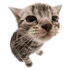 🐱
