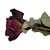 🌹