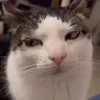 🐱