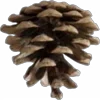 🦔