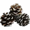 🦔