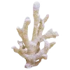🪸