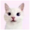 🐈