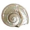🐚