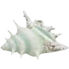 🐚
