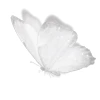 🦋