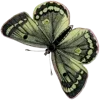 🦋