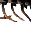 🪳