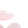 🌸