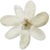 🌼