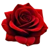 🌹