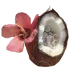 🥥