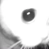 🐱